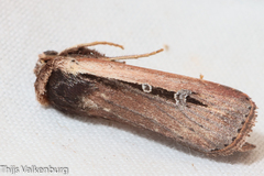 Ochropleura leucogaster