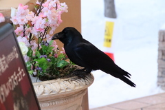Corvus macrorhynchos japonensis