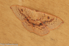 Cyclophora puppillaria