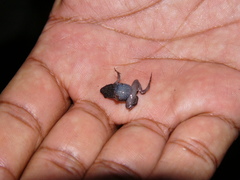 Hamptophryne boliviana