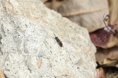 Liris subtessellatus