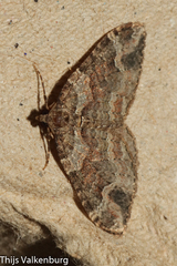 Catarhoe basochesiata