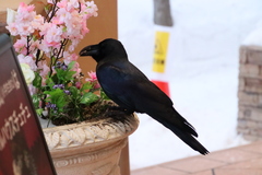 Corvus macrorhynchos japonensis