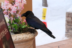 Corvus macrorhynchos japonensis
