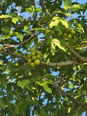 Melicoccus bijugatus