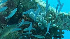 Pterocaesio digramma