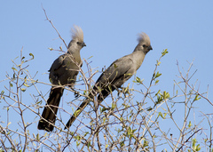 Corythaixoides concolor