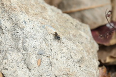 Liris subtessellatus