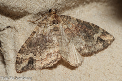 Catarhoe basochesiata