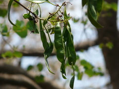 Bauhinia racemosa