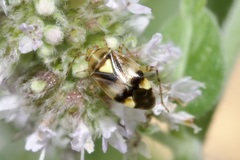 Liocoris tripustulatus