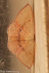 Cyclophora puppillaria