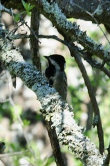 Melaniparus cinerascens