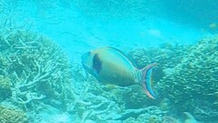 Cetoscarus ocellatus