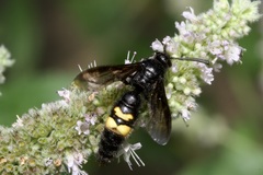 Scolia hirta
