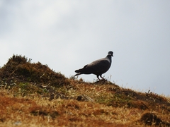 Columba albitorques