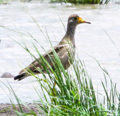 Vanellus senegallus lateralis