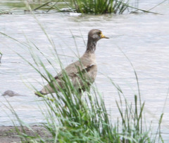 Vanellus senegallus lateralis