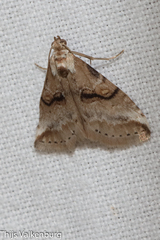 Zebeeba falsalis