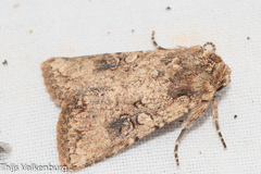 Mythimna languida