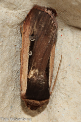 Ochropleura leucogaster