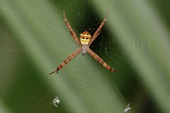 Argiope versicolor