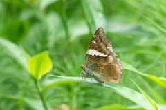 Euthalia phemius
