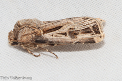 Agrotis spinifera