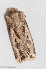 Agrotis spinifera