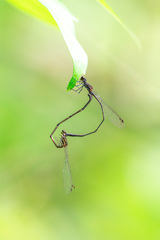 Prodasineura autumnalis