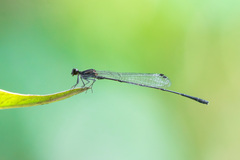 Prodasineura autumnalis