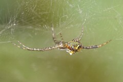 Cyrtophora cylindroides