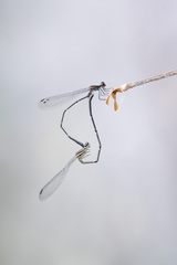 Prodasineura autumnalis
