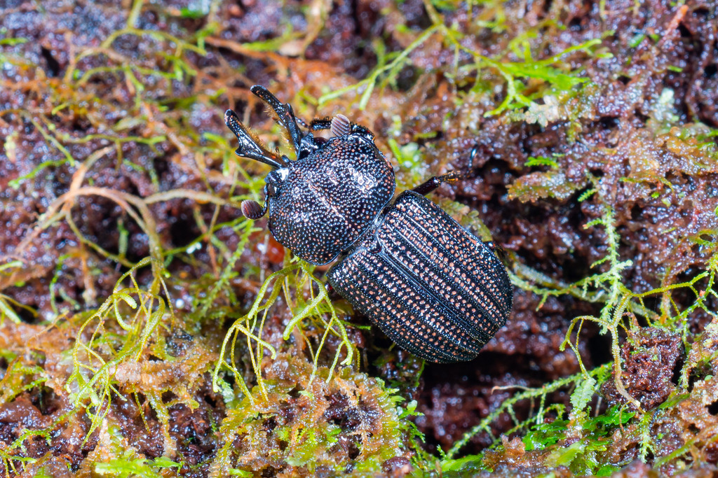 Syndesus punctatus