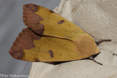 Ophiusa tirhaca