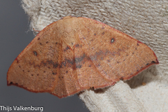 Cyclophora puppillaria