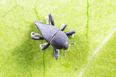 Trigonopterus