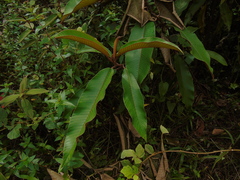 Saurauia