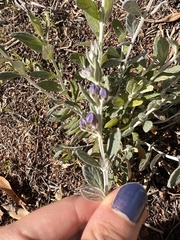 Teucrium fruticans