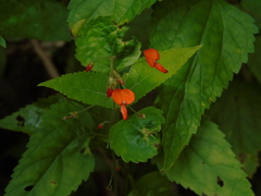Hylodesmum repandum