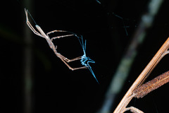 Menneus neocaledonicus