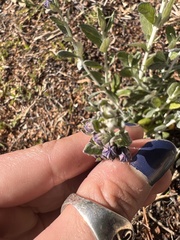 Teucrium fruticans
