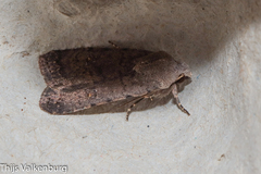 Caradrina clavipalpis