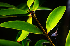 Menneus neocaledonicus