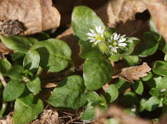 Stellaria media