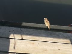 Passer domesticus