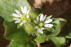 Stellaria media