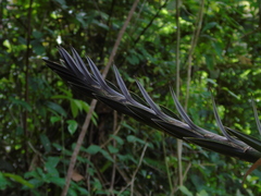 Pandanaceae
