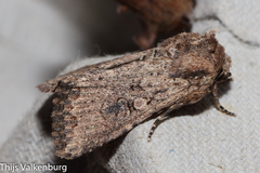 Mythimna languida