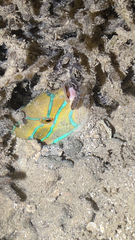 Stethojulis balteata